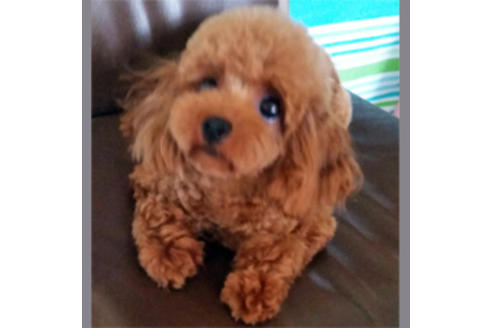 販売中のティーカッププードルの親犬